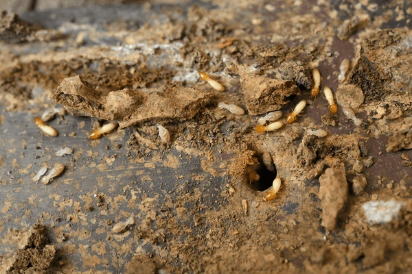 Termite Reticulation System