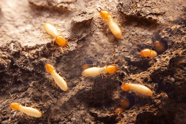 Reticulation System Benefits