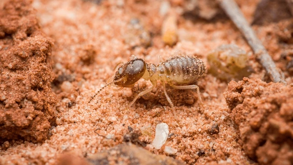 Termite Treatment Service