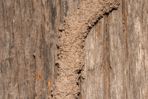 Termite Treatment Benefits