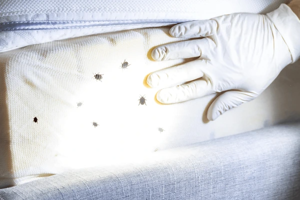 Bed Bug Control Service