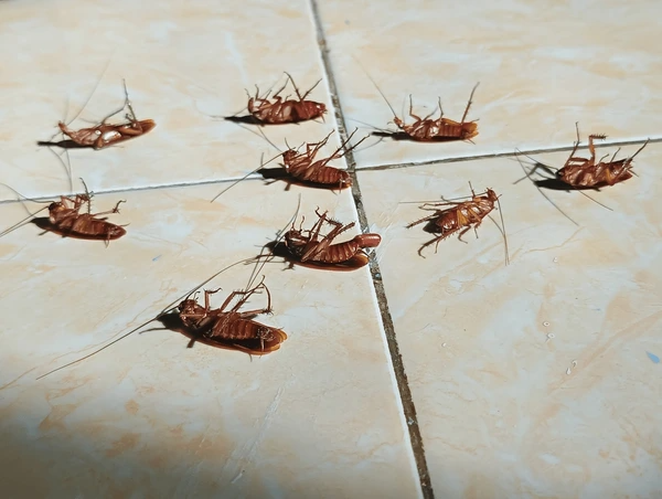 Cockroach Treatment Benefits