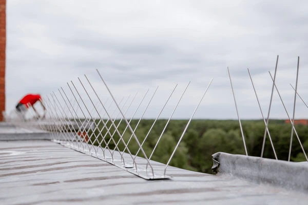 General Pest Control Services