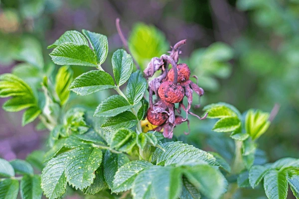 Herbal Treatment Benefits