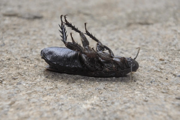 Household Pest Control Service