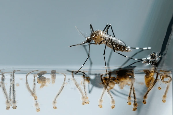 Mosquito Treatment Benefits